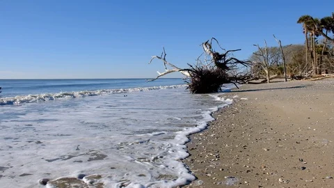 Dead trees on the Atlantic ocean beach, Botany Bay beach, Edisto Island, SC,  Stock-Footage 102439491