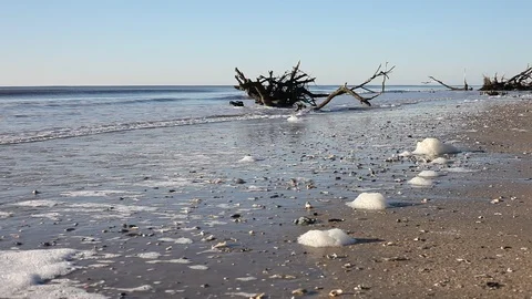 Dead trees on the Atlantic ocean beach, Botamy Bay beach, Edisto Island, SC,  Stock Footage 102707494