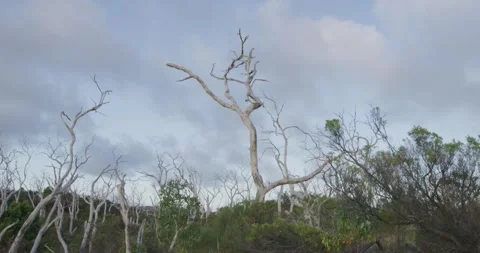 Dead Trees In The Australian Forest Stock Footage 316860713