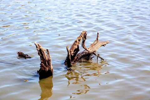 Dead trees with bare branches and bark standing upright in the water and blue Stock Photos