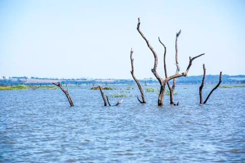 Dead trees with bare branches and bark standing upright in the water and blue Stock Photos
