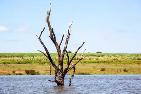 Dead trees with bare branches and bark standing upright in the water and blue Stock Photos
