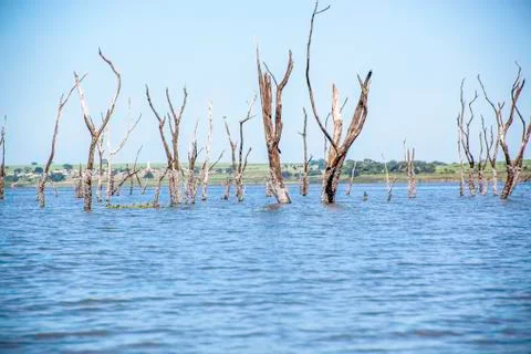 Dead trees with bare branches and bark standing upright in the water and blue Stock Photos