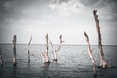 Dead trees with bare branches and bark standing upright in the Atitlan lake Stock Photos