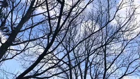 Dead Trees Blowing in the Breeze Video stock 166984733