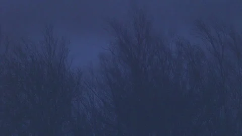 Dead Trees Blowing in a Storm 스톡 동영상 139487336