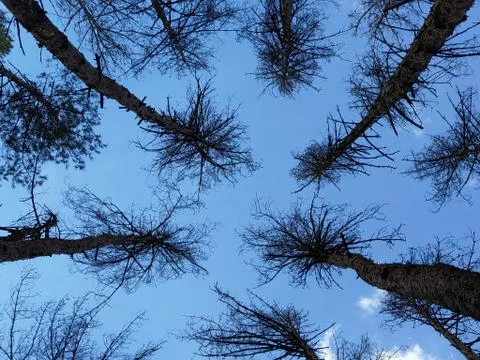 Dead trees on blue sky background Stock Photos