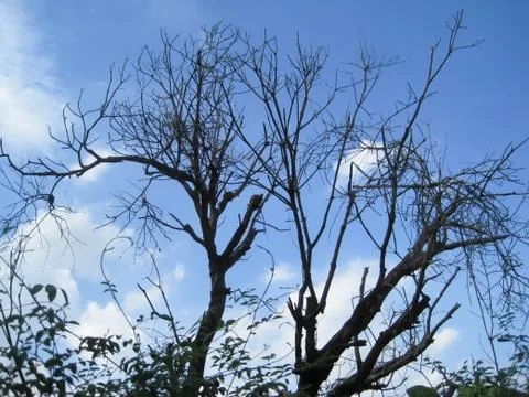 Dead trees , blue sky background Stock Photos