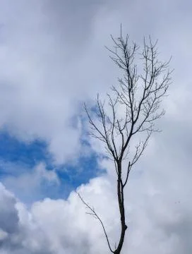 Dead trees on blue sky background Stock Photos