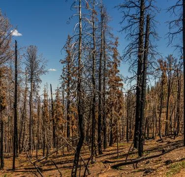 Dead trees in burned forest in Bryce canyon national park at sunny day in Uta Stock Photos