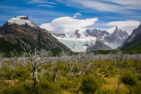 Dead trees with Cerro Torre in the back in Los Glaciares National Park Stock Photos