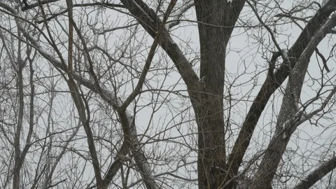 Dead trees close up in falling snow 스톡 동영상 103294782