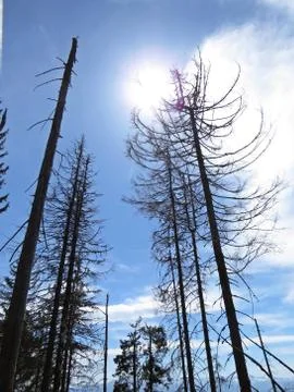 Dead Trees with Clouds at the Background Stock Photos