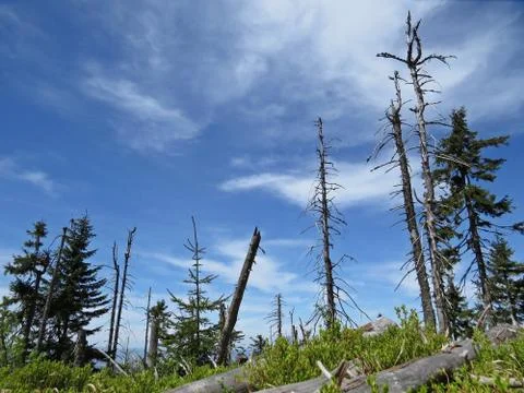 Dead Trees with Clouds at the Background Stock Photos