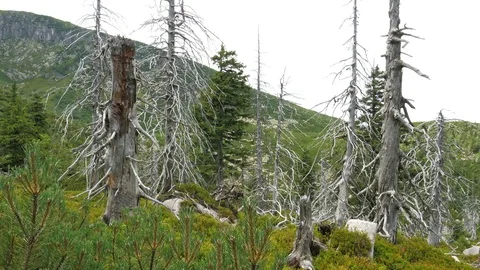 Dead trees. Co2 and So2 emission. Air pollution Stock Footage