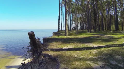 The dead trees on the coast. Camera top to bottom. Aerial view. Video stock 49165793