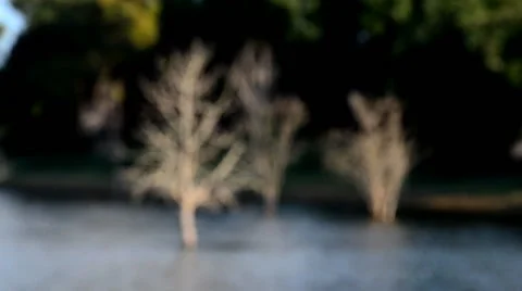 Dead trees in dam area. Stock-Footage 48782236