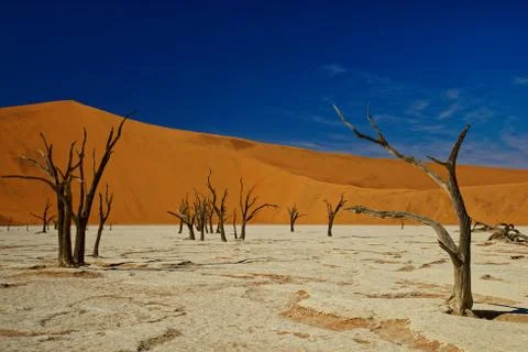 Dead trees, Deadvlei, Namibia Stock Photos