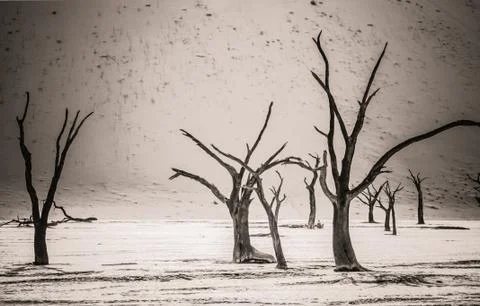 Dead Trees in Deadvlei Stock Photos