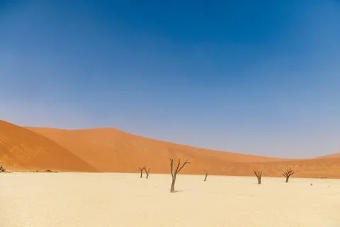 Dead Trees in Deadvlei Stock Photos