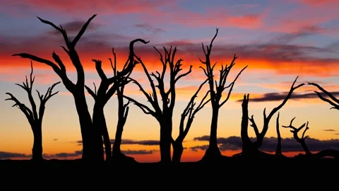 Dead Trees in Deadvlei, Time Lapse at Twilight with Colorful Clouds, Namibia, Stock Footage 139868471