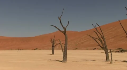 Dead trees in desert (2) 스톡 동영상 12146429