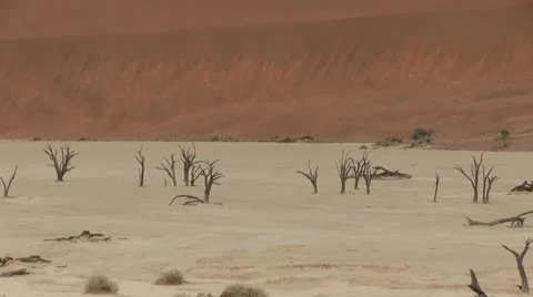 Dead trees in the desert Stock Footage 12146461