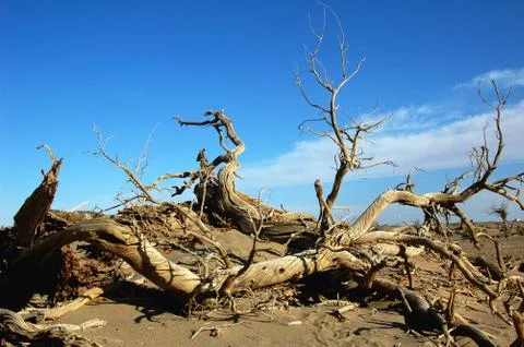 Dead trees in the desert Stock Photos
