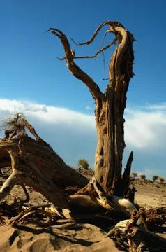 Dead trees in the desert Stock Photos