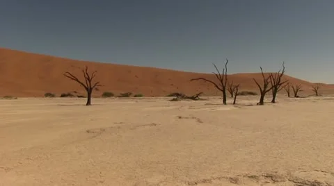 Dead trees in desert valley Stock Footage 12146437