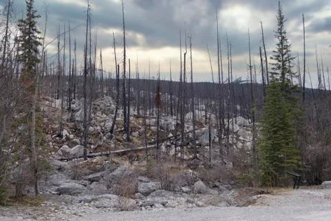 Dead trees destroyed by forest fire, Canada Stock Photos