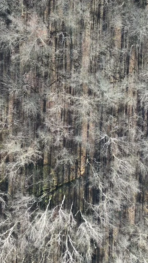 Dead trees from a drone 動画素材 225525411