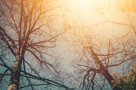 Dead trees. Dry old trees in the forest. Selective focus, abstract background Stock Photos