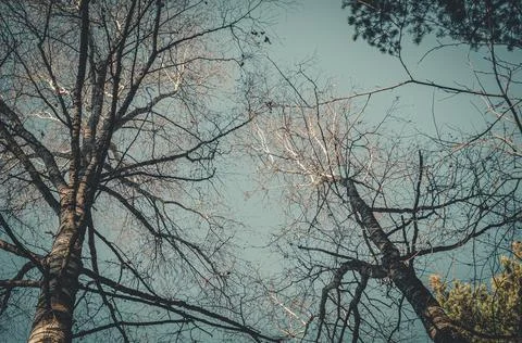 Dead trees. Dry old trees in the forest. Selective focus, abstract background Foto stock