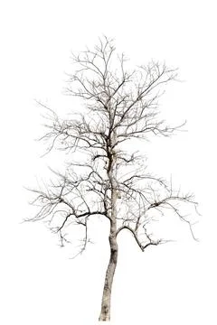 Dead trees, dry trees in Thailand isolated on a white background Stock Photos