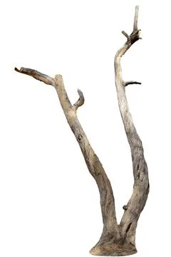 Dead trees, dry trees in Thailand isolated on a white background Stock Photos
