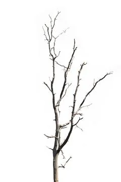 Dead trees, dry trees in Thailand isolated on a white background Stock Photos