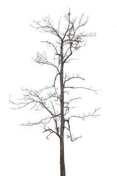 Dead trees, dry trees in Thailand isolated on a white background Stock Photos