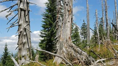Dead trees due to Co2 and So2 emission and acid rains. Air pollution. Stock Photos