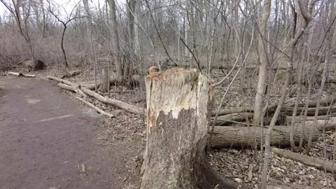 Dead trees in early spring 4K - stump Stock Footage 153385023
