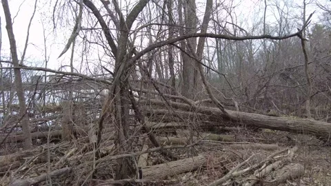 Dead trees in early spring 4K - tracking shot Stock Footage 153385075