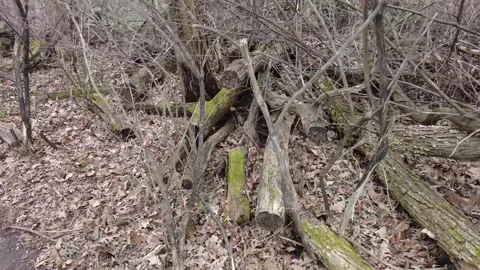 Dead trees in early spring 4K - tracking shot Stock Footage 153385077