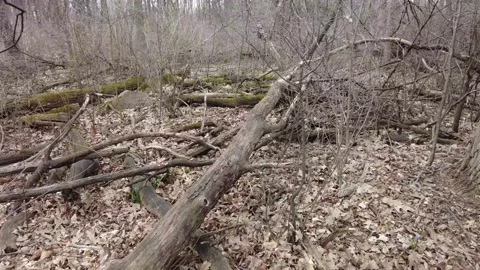 Dead trees in early spring 4K - tracking shot Stock Footage 153385137