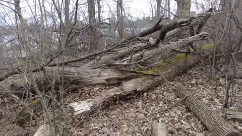 Dead trees in early spring 4K - tracking shot with moss Stock Footage 153385162