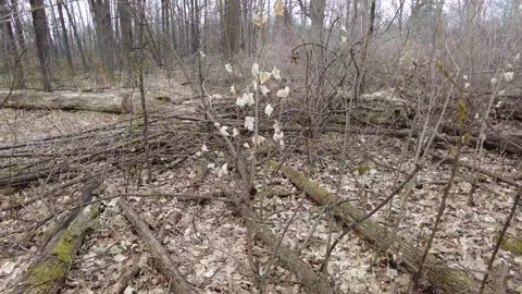 Dead trees in early spring 4K - dead leaves Stock Footage 153385180