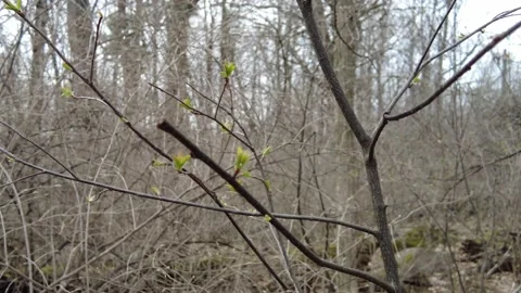 Dead trees in early spring 4K - spring buds Stock Footage 153385182
