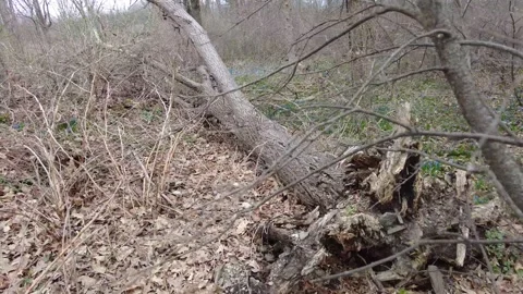 Dead trees in early spring 4K - tracking shot Stock Footage 153388024