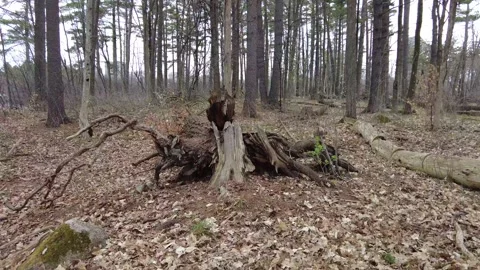 Dead trees in early spring 4K - tracking shot Stock Footage 153388057
