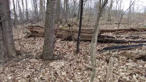 Dead trees in early spring 4K - tracking shot Stock Footage 153388080