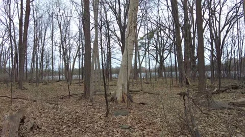Dead trees in early spring 4K - tracking shot woodpecker tilt up Stock Footage 153388089